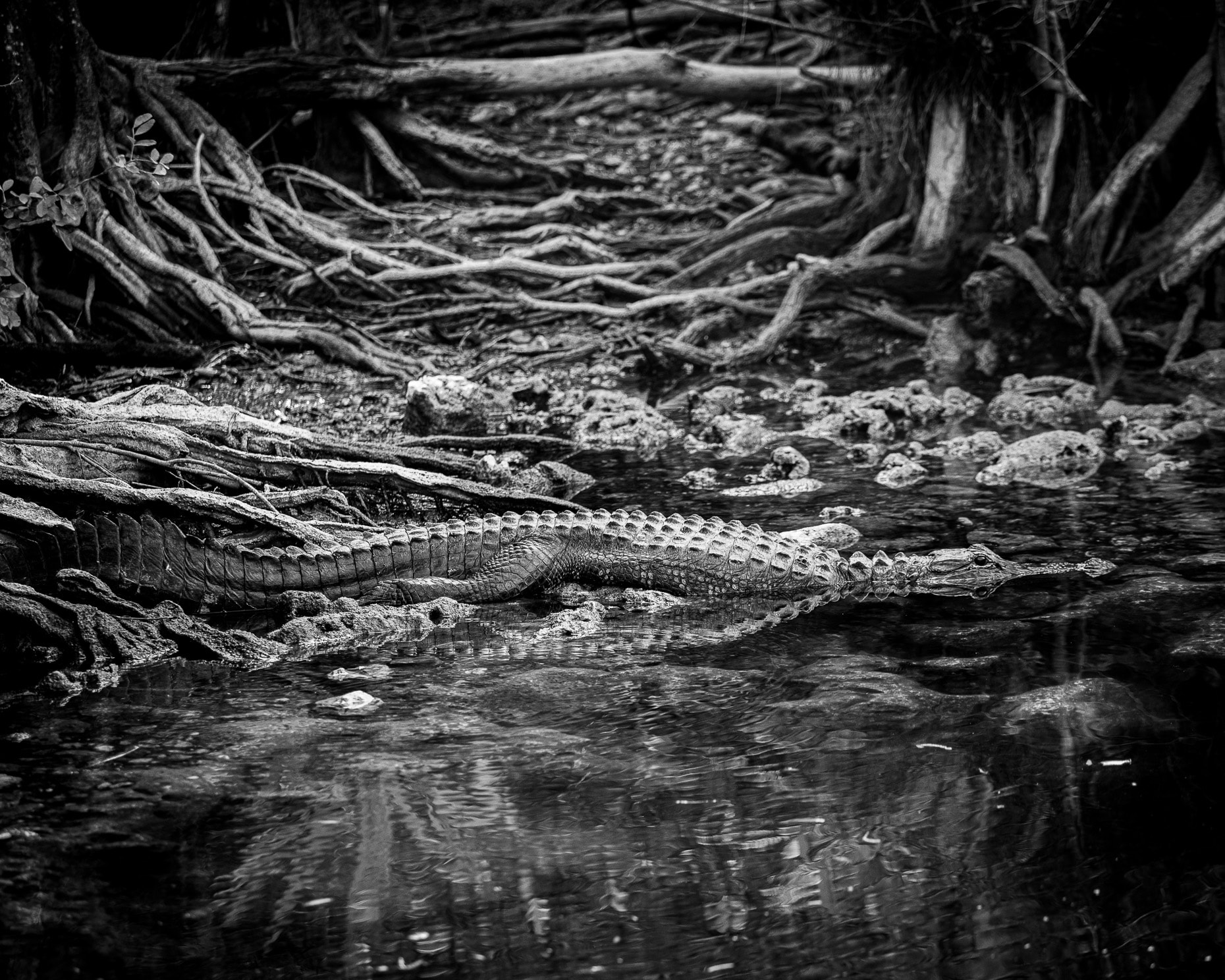 Alligator edge of canal 