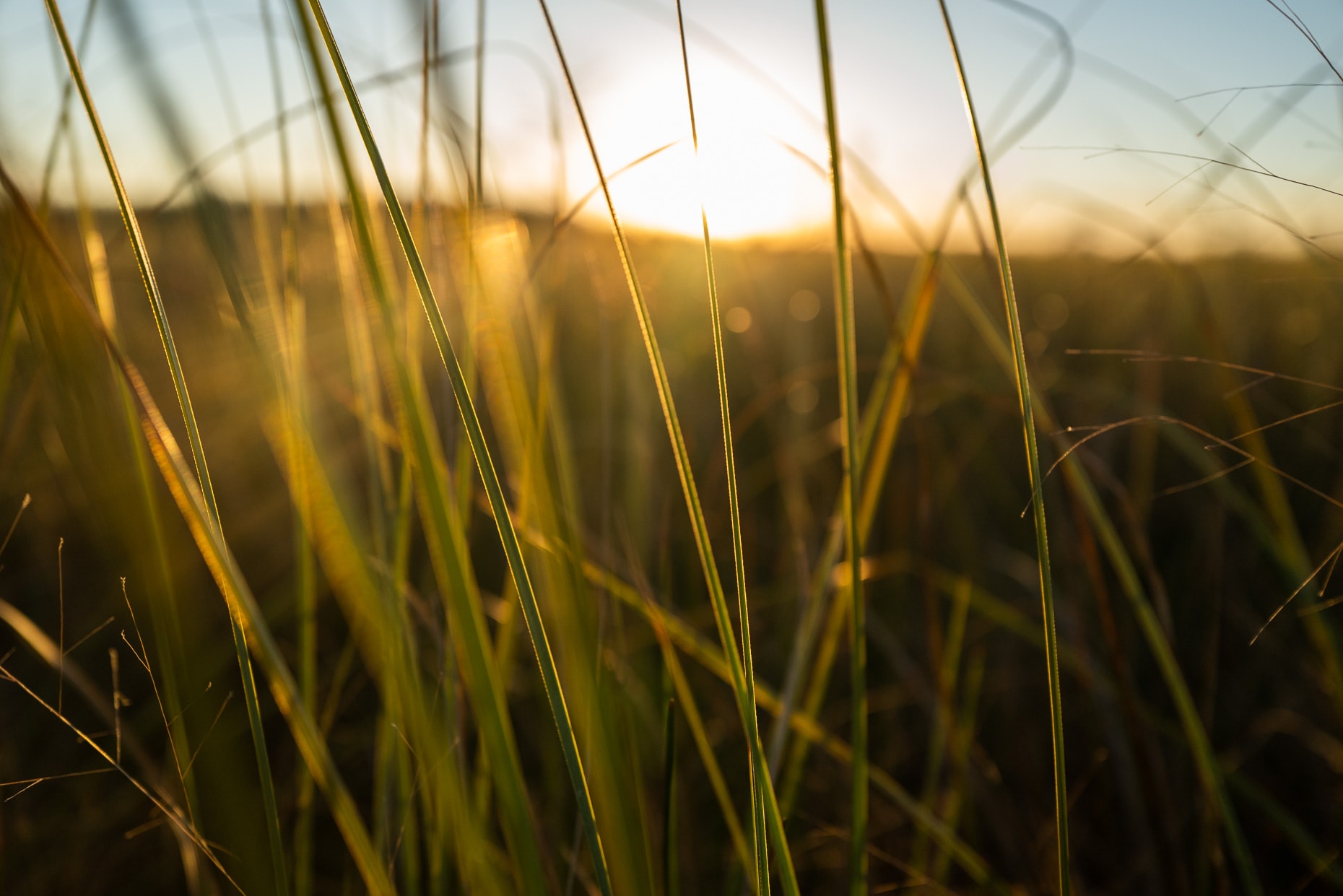 Saw-Grass at Sunset